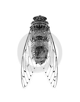 Insect cicada on white background.