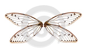 Insect cicada wing isolated on white background