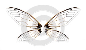 Insect cicada wing  isolated on white background