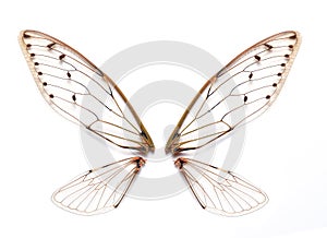 Insect cicada wings