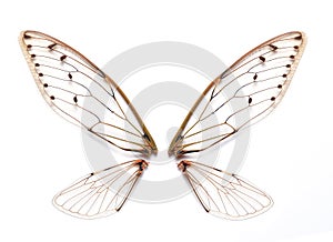 Insect cicada wings