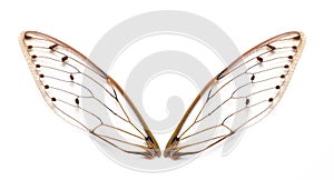 Insect cicada wings