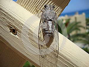 insect Cicada on a wood Board