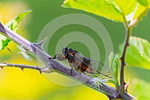 Insect Cicadidae family of cicadas on tree branch