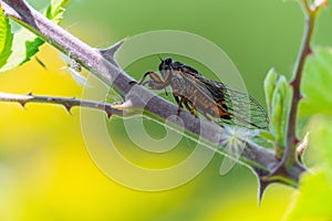 Insect Cicadidae family of cicadas on tree branch photo