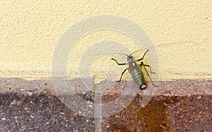 Insect Climbing a Yellow Wall
