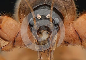 Insect close up with hairy body