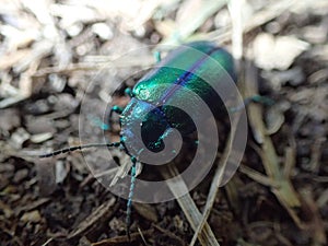 Insect closeup forest wood blue turquoise
