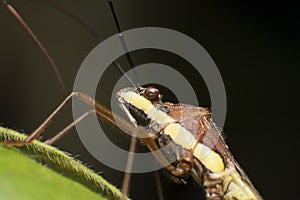 Insect Closeup