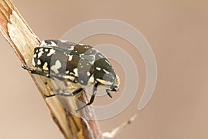 Insect Closeup and Isolated on Light Brown