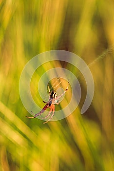 Insect closeup spider