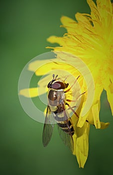 Insect clothes up portrait on yellow flower and green the ground