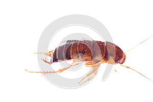 Insect cockroach bug