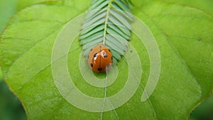 Insect Coelophora inaequalis perched on the leaves
