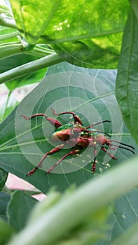 insect coleoptera polypagha