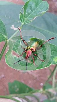 insect coleoptera polyphaga photo