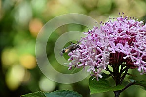 Insect collecting purple nectar