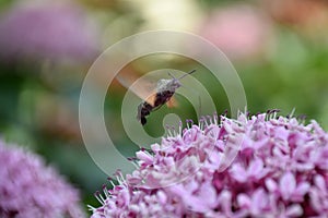 Insect collecting purple nectar