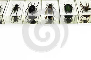 Insect Collection in glass on white background