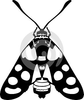 Insect collection illustration, drawing, engraving, ink, vector,illustration of an background with a butterfly photo