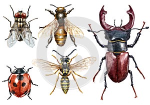 Insect collection watercolor illustration, isolated on white