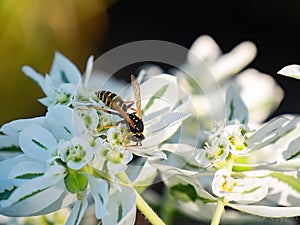 Insect collects nectar with white flowers summer sunny nature transparent wings blurred background flower honey