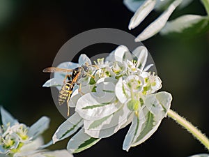 Insect collects nectar with white flowers summer sunny nature transparent wings blurred background flower honey