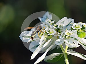 Insect collects nectar with white flowers summer sunny nature transparent wings blurred background flower honey