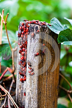 Insect colony collected on a wooden pole.
