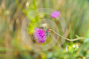 Insect on colorful mountain flower