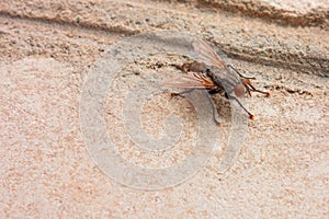 Insect control concept image. Closeup of the fly pest as a potential danger. Background with copy space on dirty wall and macro of