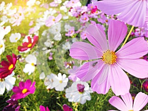 Insect on Cosmos flowers field colurful