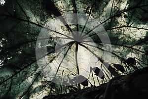 Insect-Covered Canopy