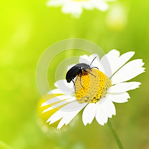 Insect crawling on camomile