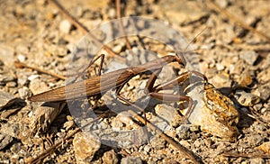 An insect crawling on the ground