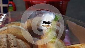 Insect Cricket