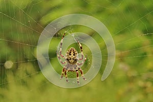 Insect. Cross spider on the web