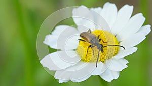 Insect  on a daisy flower