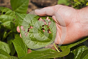 Insect damage on a bean plant leaf, where holes have been eaten