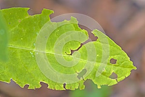 Insect Damaged Tree Leaf