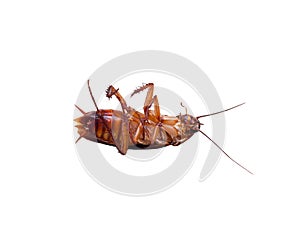 Insect dead cockroach bug on white background. isolated