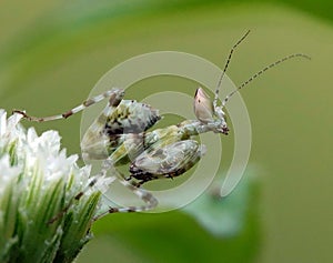 Insect is depicted in a state of prayer while sitting atop a white flower against a green background