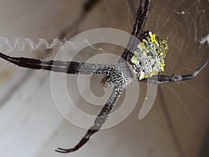Insect detail microphoto animal background