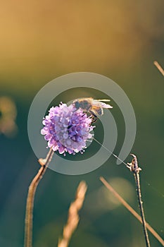 Insect on devil's-bits in warm sunlight close-up