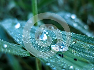 Insect in dewdrop