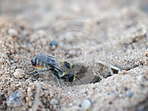 The insect digs a hole in the sand