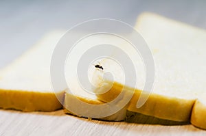 Insect distract a annoying on bread.