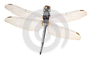 Insect dragonfly