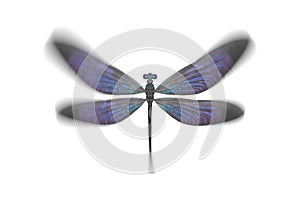 insect dragonfly with blue wings. isolated on white background