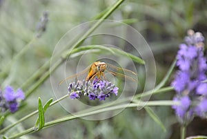 Insect dragonfly in the city